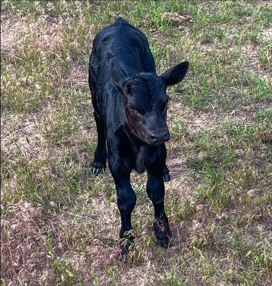 Braham Farms